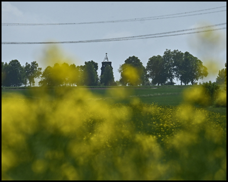 Rapsfeld mit Bismarckturm Unna