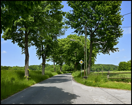 Alte Kreisstraße mit Baumallee in Strickherdicke