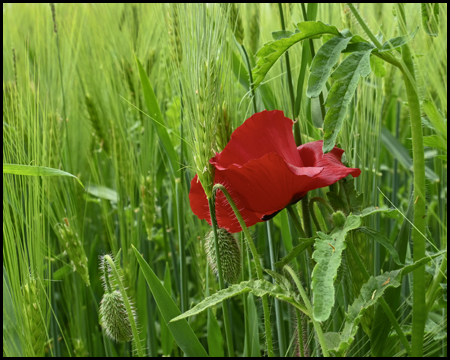 Mohn im Kornfeld