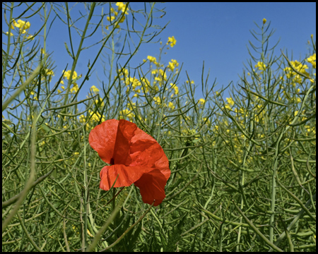 Mohnblüte im Rapsfeld