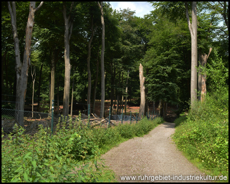 Rundweg um das Wildgehege im Weitmarer Holz in Bochum