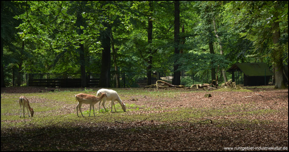 Unter den Bewohnern, die sich im Gehege befinden, entdeckt man auch Tiere mit weißem Fell.