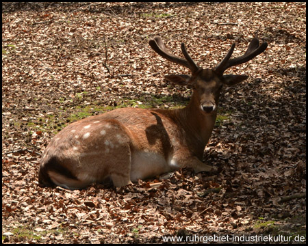 Ein Bewohner des Wildgeheges. Wer beobachtet wen?