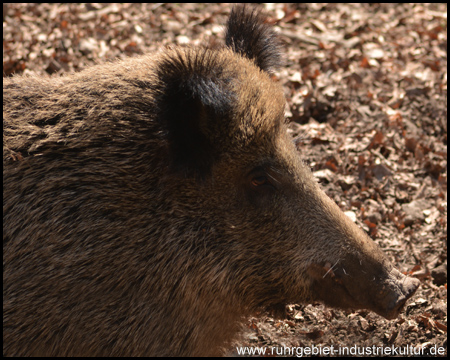 Wildgehege im Weitmarer Holz in Bochum