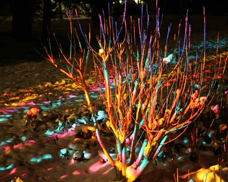 Buntes Gestrüpp - und der Schnee gleich mit