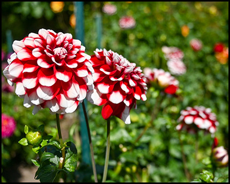 Weiße Dahlien mit roten Spitzen an den Blütenblättern schaffen einen auffälligen Kontrast vor dem grünen Gartenhintergrund.