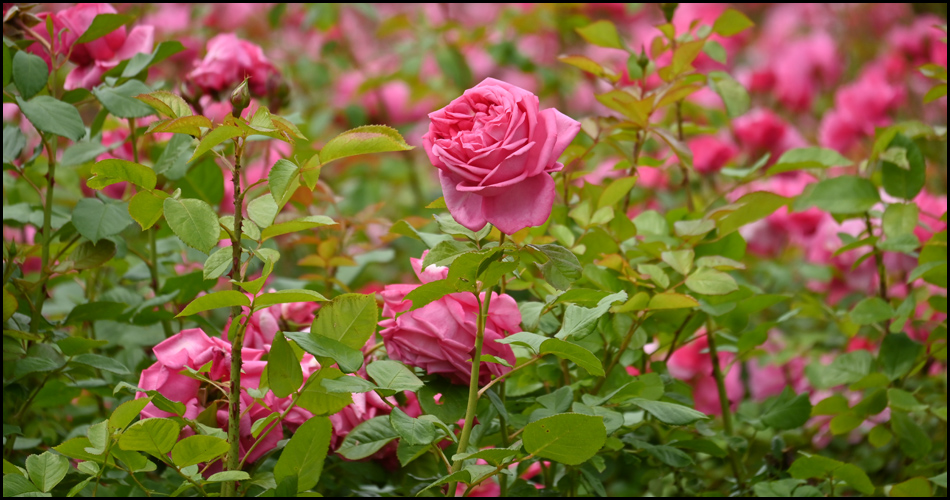 Rosenblüten im Deutschen Rosarium
