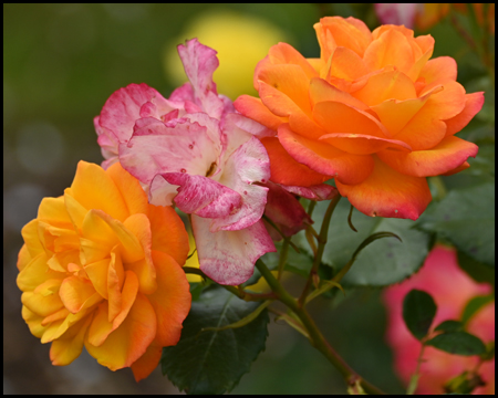 Rose im Westfalenpark