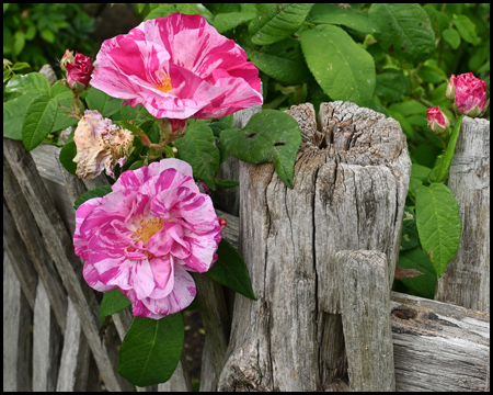 Rose im Deutschen Rosarium im Westfalenpark