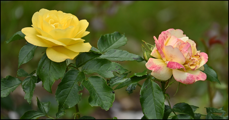 Rosen im Westfalenpark Dortmund