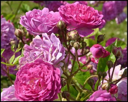 Rosenblüten