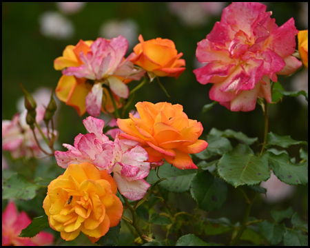 Deutsches Rosarium im Westfalenpark