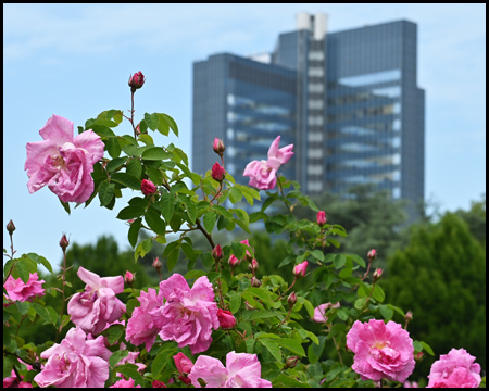 Rose vor Hochhaus