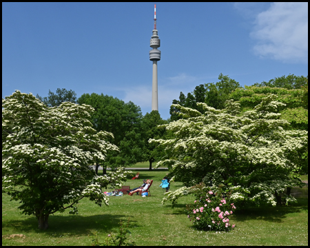 Rosen und Hartriegel vor dem Florianturm