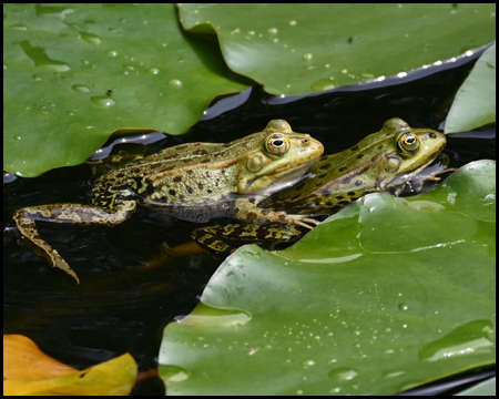 Frösche im Teich