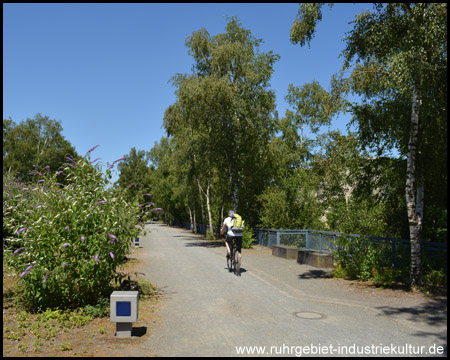 Weg zur Erzbahnschwinge durch eine Birken-Allee