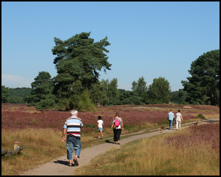 Die Westruper Heide zum Ende der Blüte im September