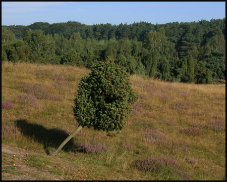 Skurrile Wuchsform, hinten Wacholderwald