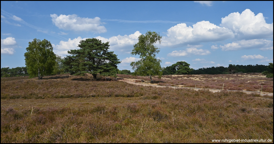 Heidekraut und Bäume in der Westruper Heide