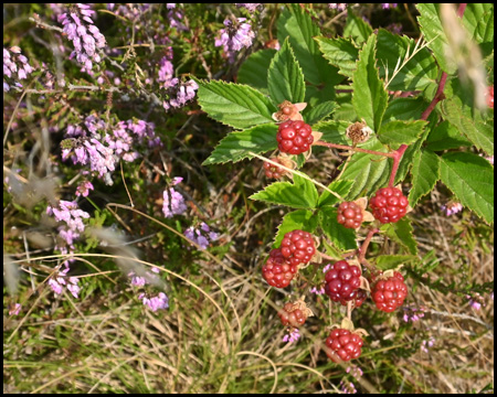 Heidekraut und Beeren