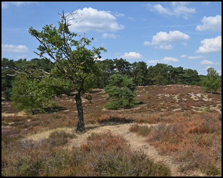 Westruper Heide