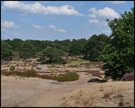 Wege in der Heide