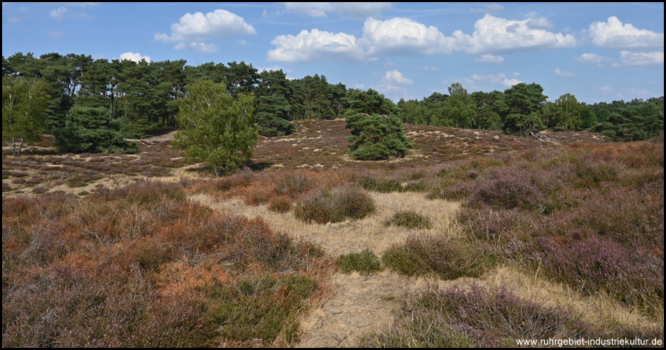 Blick über die Hügel in der Westruper Heide in Haltern