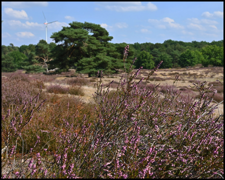 Heidekraut in der Heide