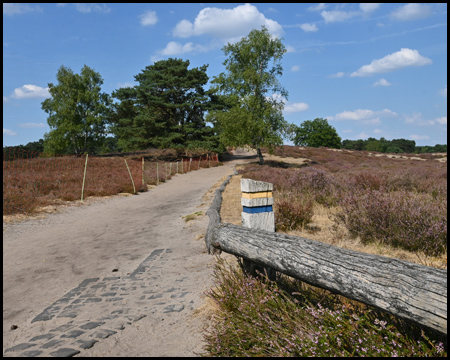 Sandwege durch eine Heidelandschaft