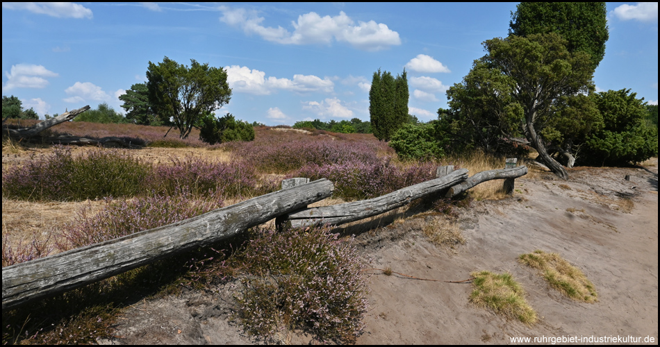 Westruper Heide während der Heideblüte