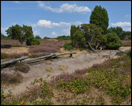 Wege durch die Heidelandschaft