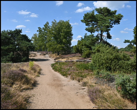 Westruper Heide in Haltern