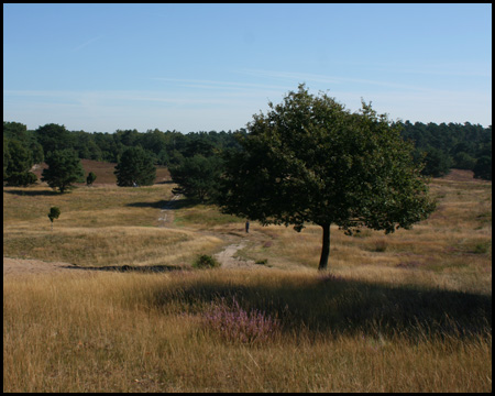 Hügelige Landschaft mit Einzelbäumen