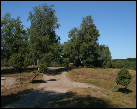 Übergang zum Wacholderwald der Heide