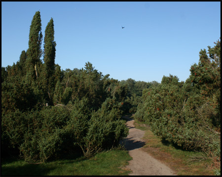 Wacholderbüsche im Nordwesten der Westruper Heide