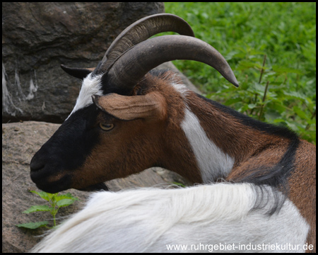 Wildgehege Wichteltal in Essen