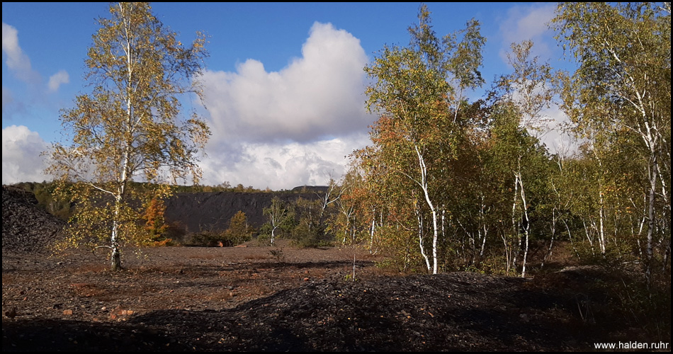 Gipfel der Halde mit Birken