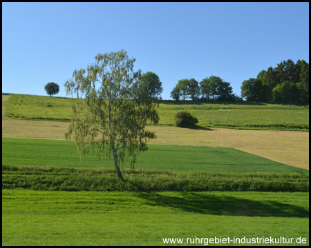 Einsamer Baum an der Landstraße