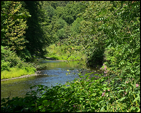 Ein Fluss fließt durch ein bewaldetes Tal, gesäumt von grünem Uferbewuchs.