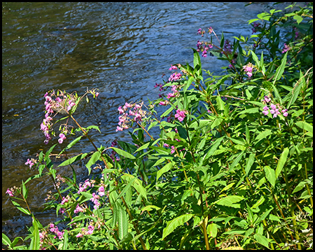 Rosa blühende Blüten am Ufer eines Flusses mit leicht gekräuselter Wasseroberfläche.