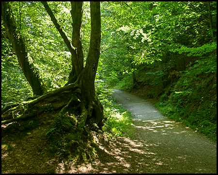 Ein Weg führt durch einen Laubwald, im Vordergrund ein Baum mit freiliegenden Wurzeln.