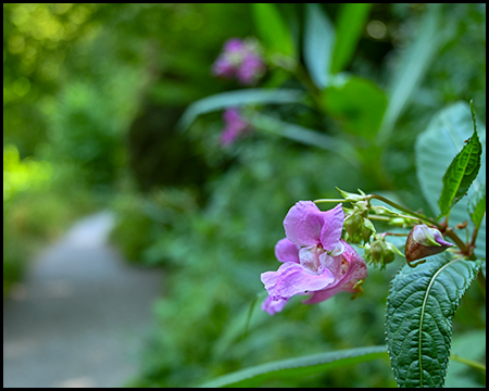 Nahaufnahme einer rosa Blüte am Wegesrand, im Hintergrund unscharf ein Pfad.
