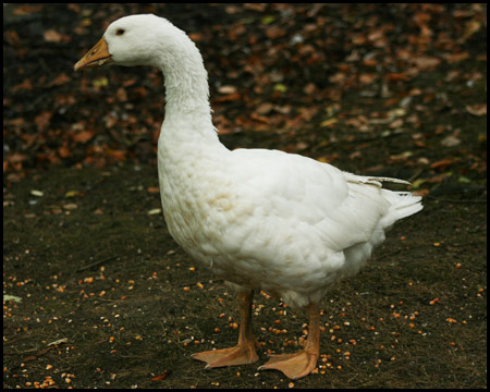 Bauernhof im Wildwald Vosswinkel