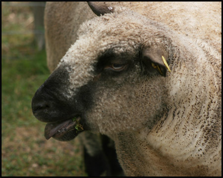 Bauernhof im Wildwald Vosswinkel