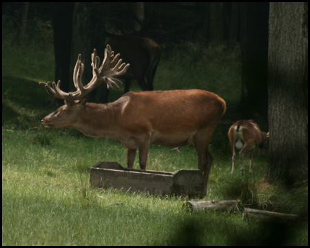 Wildwiese im Wildwald Vosswinkel