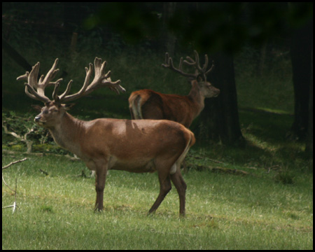 Wildwiese im Wildwald Vosswinkel