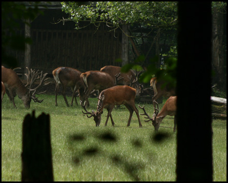 Wildwiese im Wildwald Vosswinkel