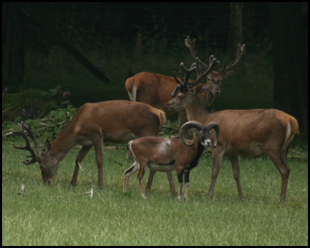 Wildwiese im Wildwald Vosswinkel