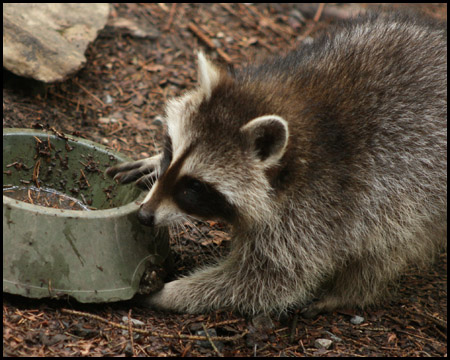 Waschbär