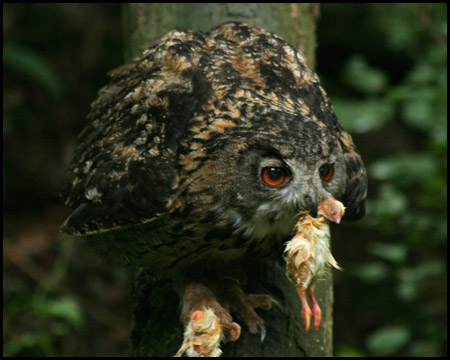 Wildwald Voßwinkel in Arnsberg